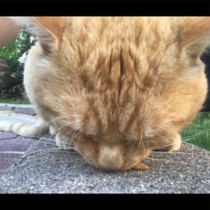 Meet your Posher, Miranda